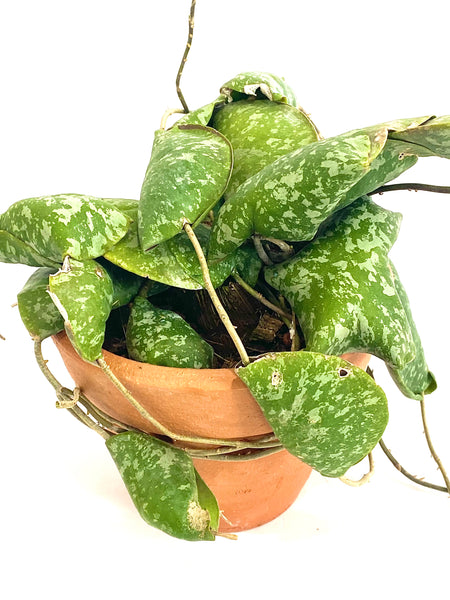 Hoya imbricata