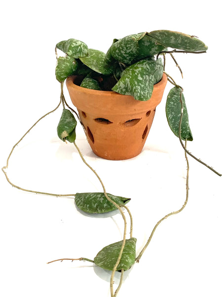 Hoya imbricata