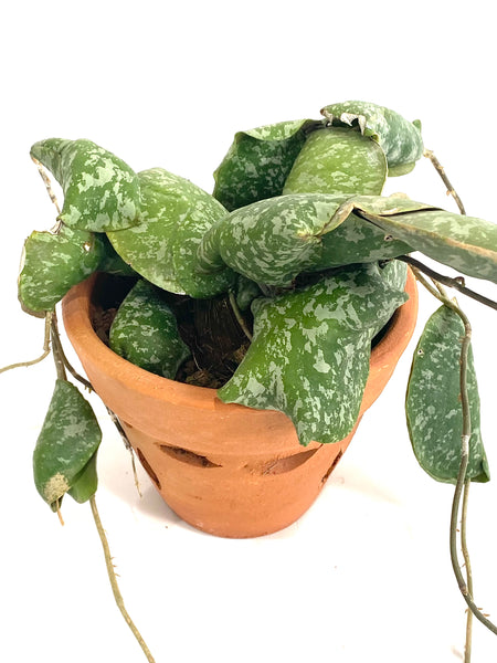 Hoya imbricata