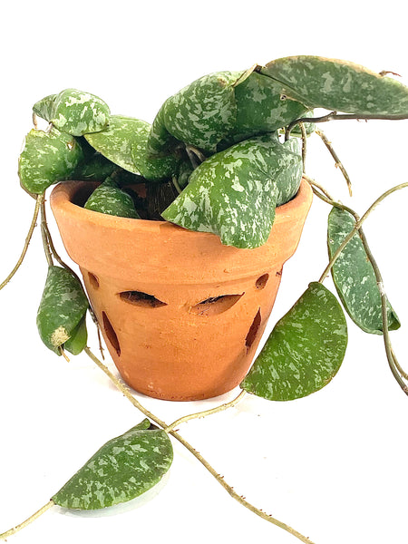 Hoya imbricata