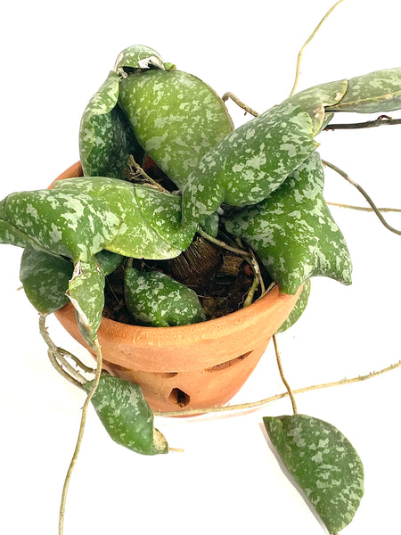 Hoya imbricata