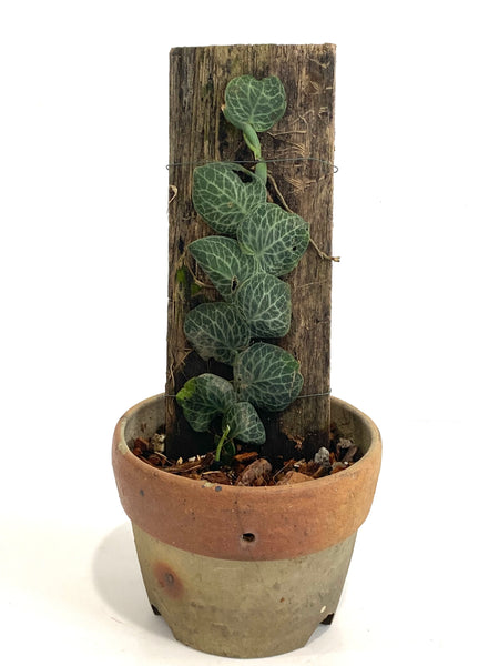 Rhaphidophora Cryptantha