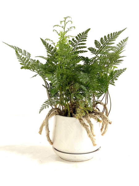Davallia Denticulata (aka Rabbit Foot Fern)