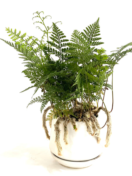 Davallia Denticulata (aka Rabbit Foot Fern)