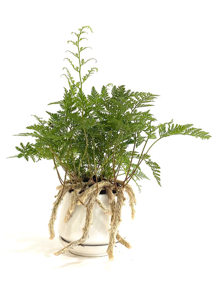 Davallia Denticulata (aka Rabbit Foot Fern)