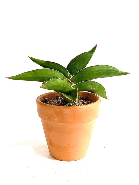 Sansevieria Lavranos 23251
