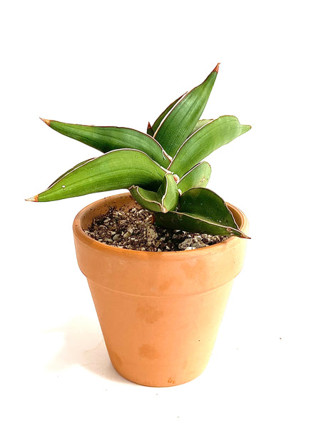 Sansevieria Lavranos 23251