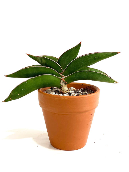 Sansevieria Lavranos 23251