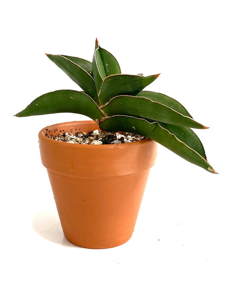 Sansevieria Lavranos 23251