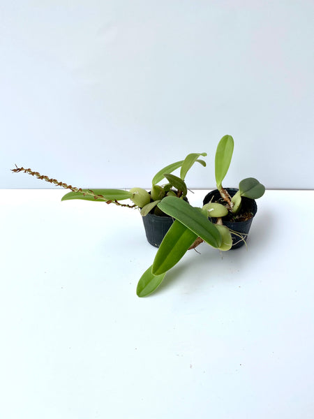 Bulbophyllum barbigerum