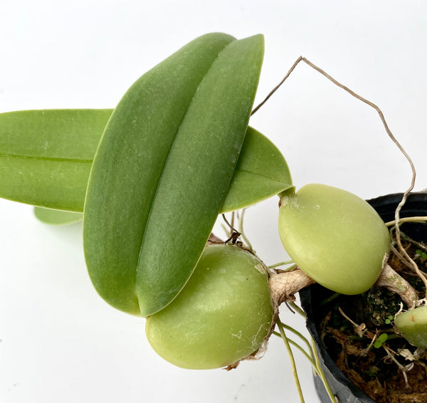 Bulbophyllum barbigerum