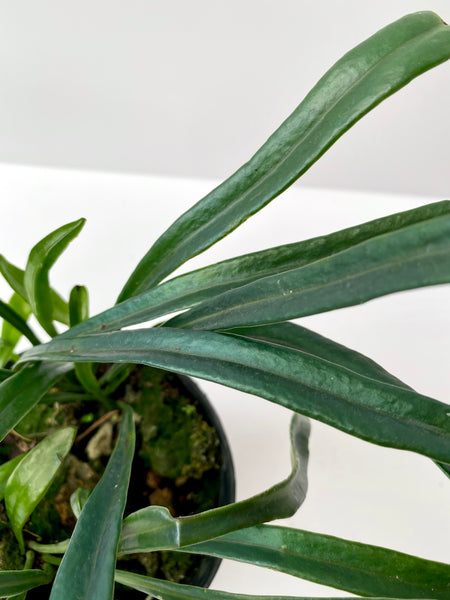 Microsorum thailandicum
