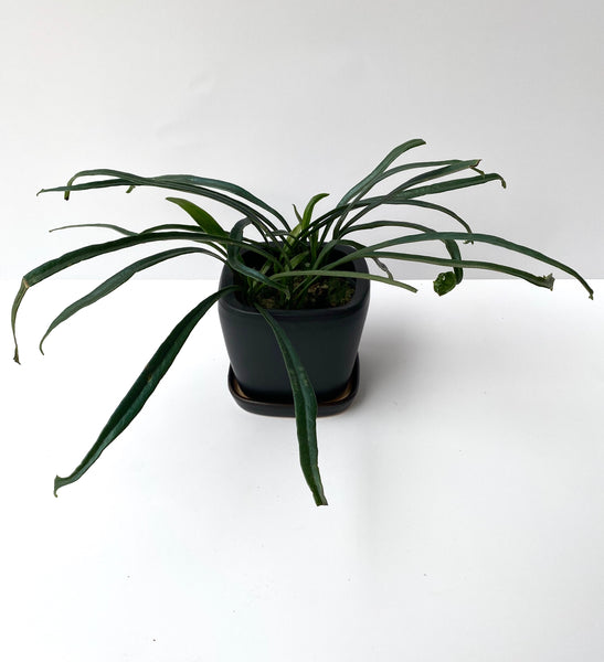 Microsorum thailandicum