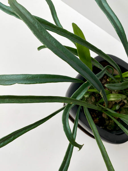 Microsorum thailandicum