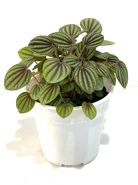 Peperomia picolo banda