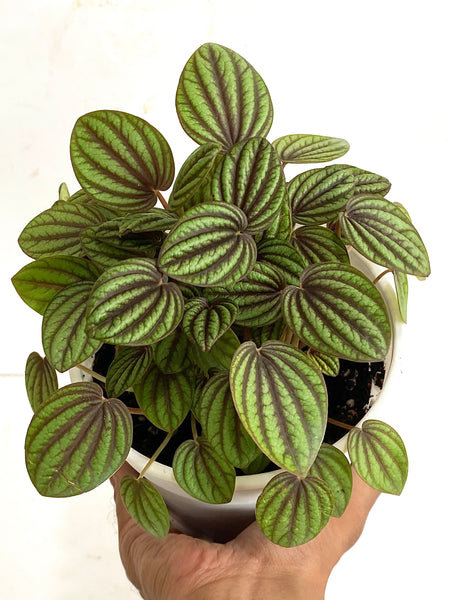 Peperomia picolo banda
