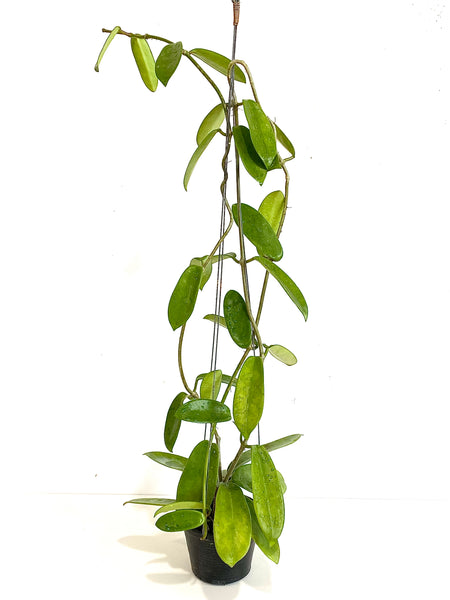 Hoya meliflua