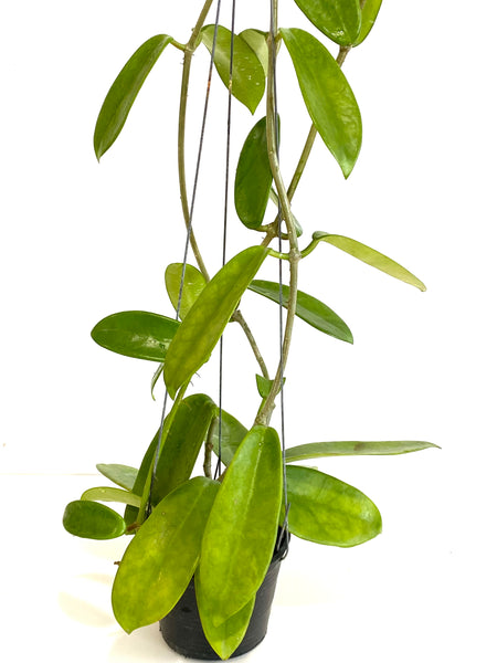 Hoya meliflua