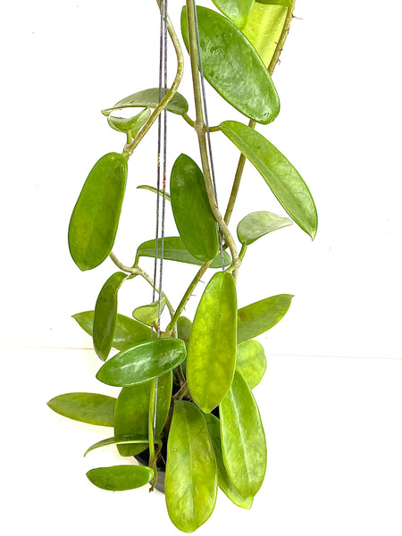 Hoya meliflua