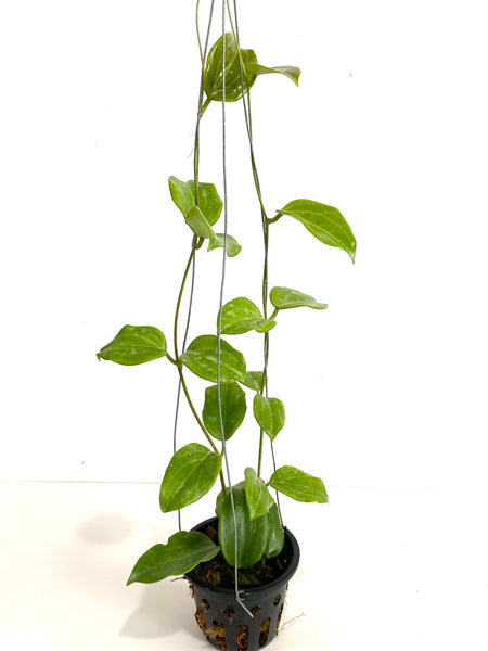 Hoya merrillii aff