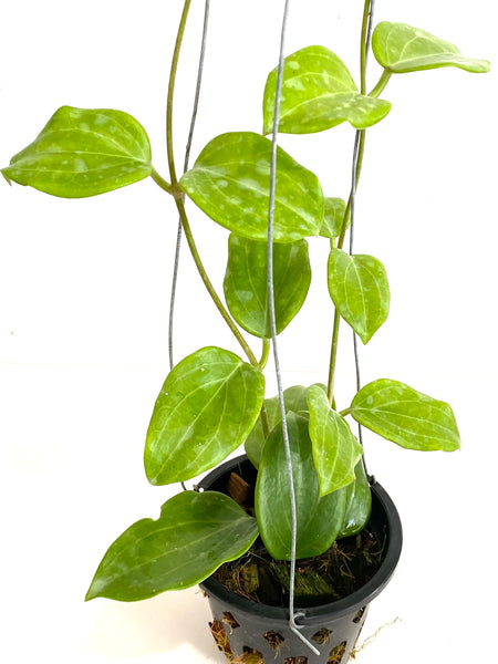 Hoya merrillii aff