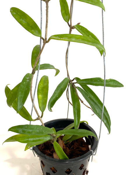 Hoya minibelle