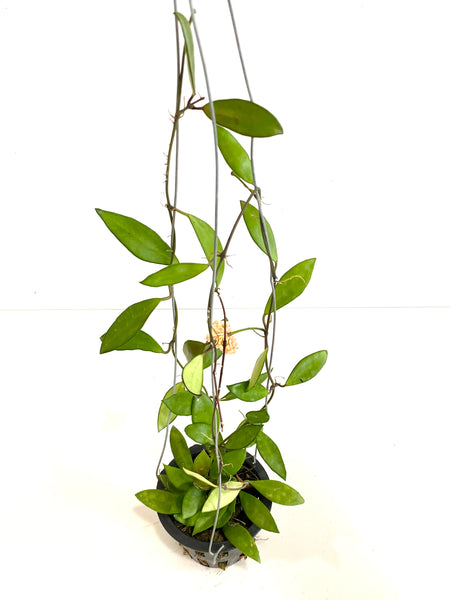 Hoya ilagorium yellow