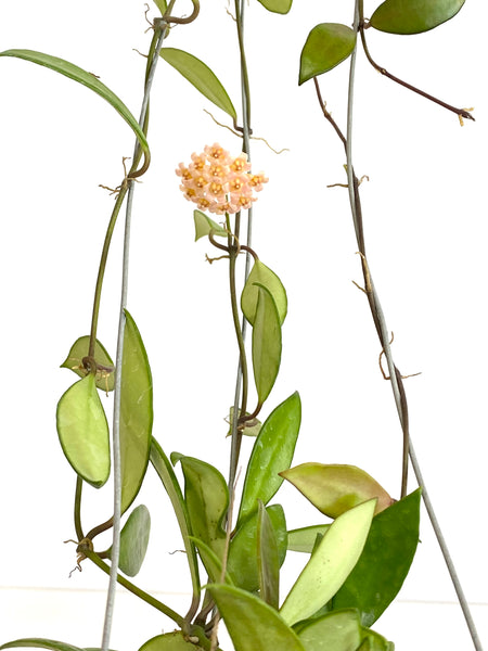 Hoya ilagorium yellow