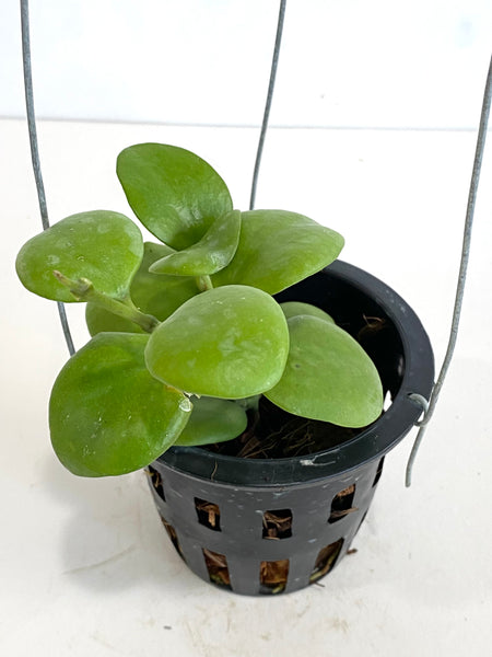 Hoya kastbergii