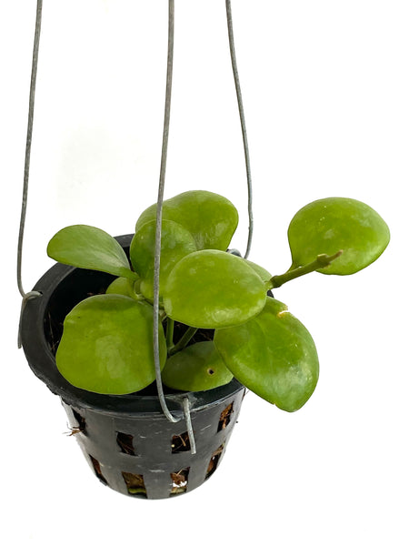 Hoya kastbergii