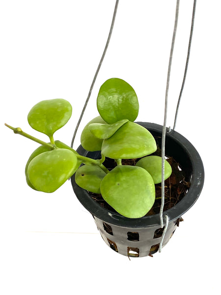 Hoya kastbergii