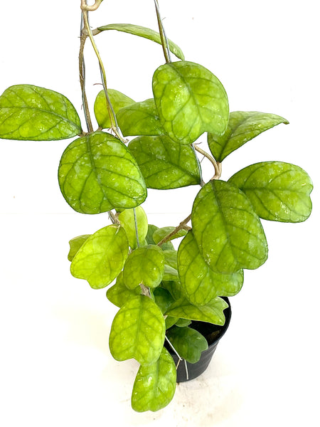Hoya deykeae