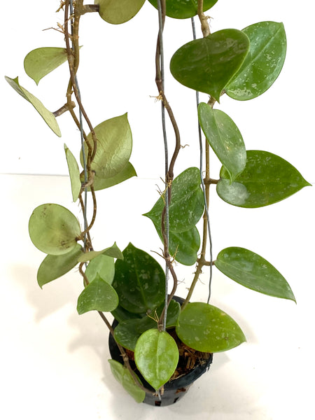 Hoya parasitica 'heart splash'