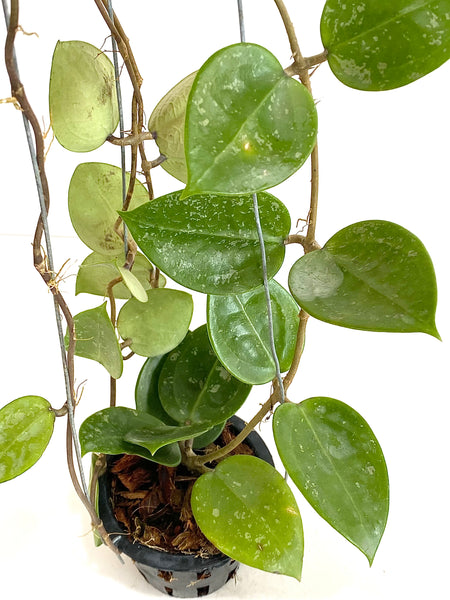 Hoya parasitica 'heart splash'