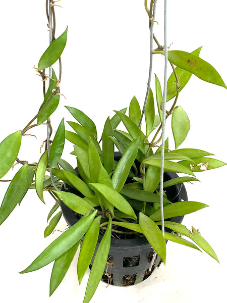 Hoya sp pola
