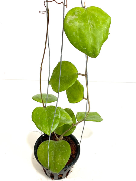 Hoya balaensis