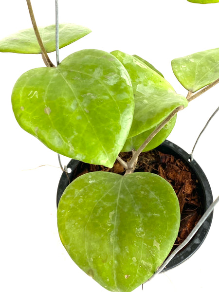 Hoya balaensis