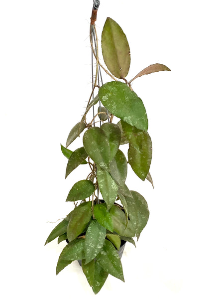 Hoya caudata sumatra