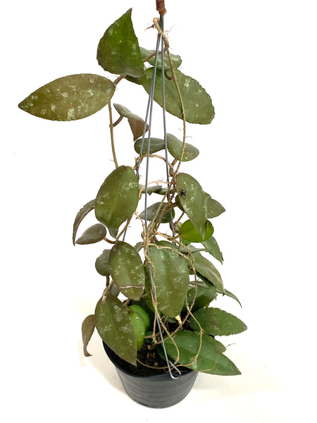 Hoya caudata sumatra