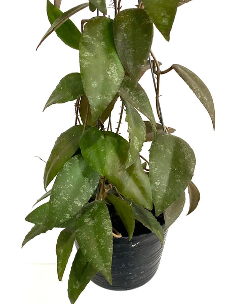 Hoya caudata sumatra