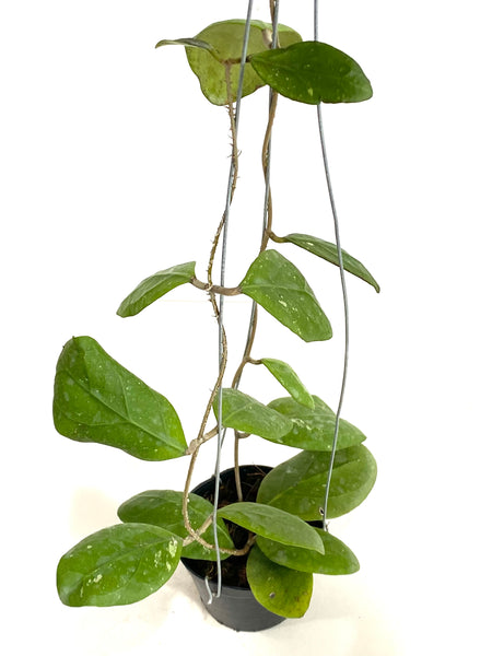 Hoya rintzii sg choh