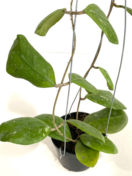 Hoya rintzii sg choh
