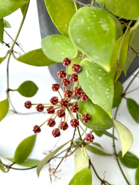 Hoya memoria (s)