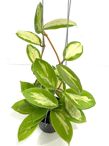 Hoya incrassata 'moon shadow'