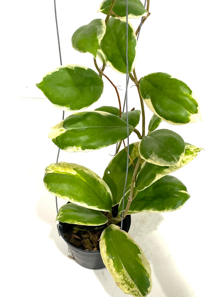 Hoya incrassata albomarginata