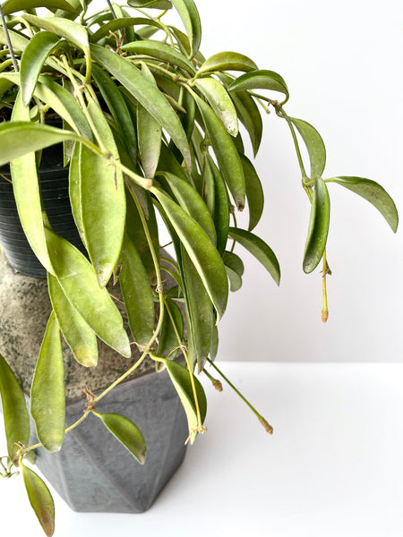 Hoya wayetii