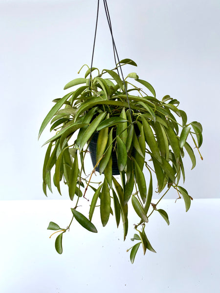 Hoya wayetii