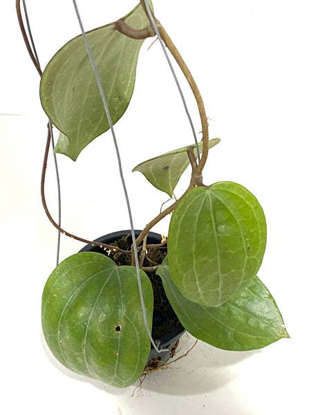 Hoya latifolia