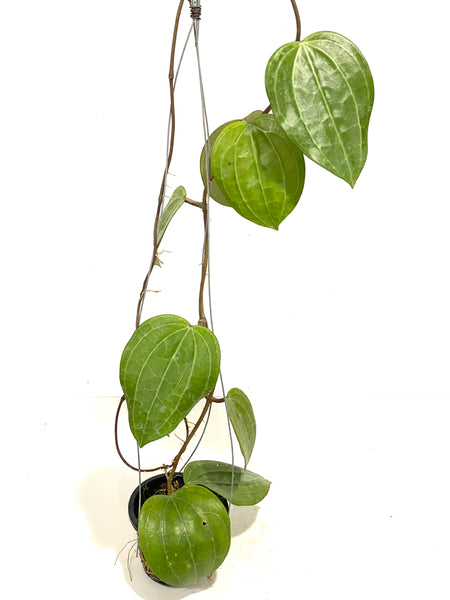 Hoya latifolia