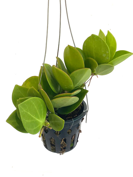 Hoya pachyclada